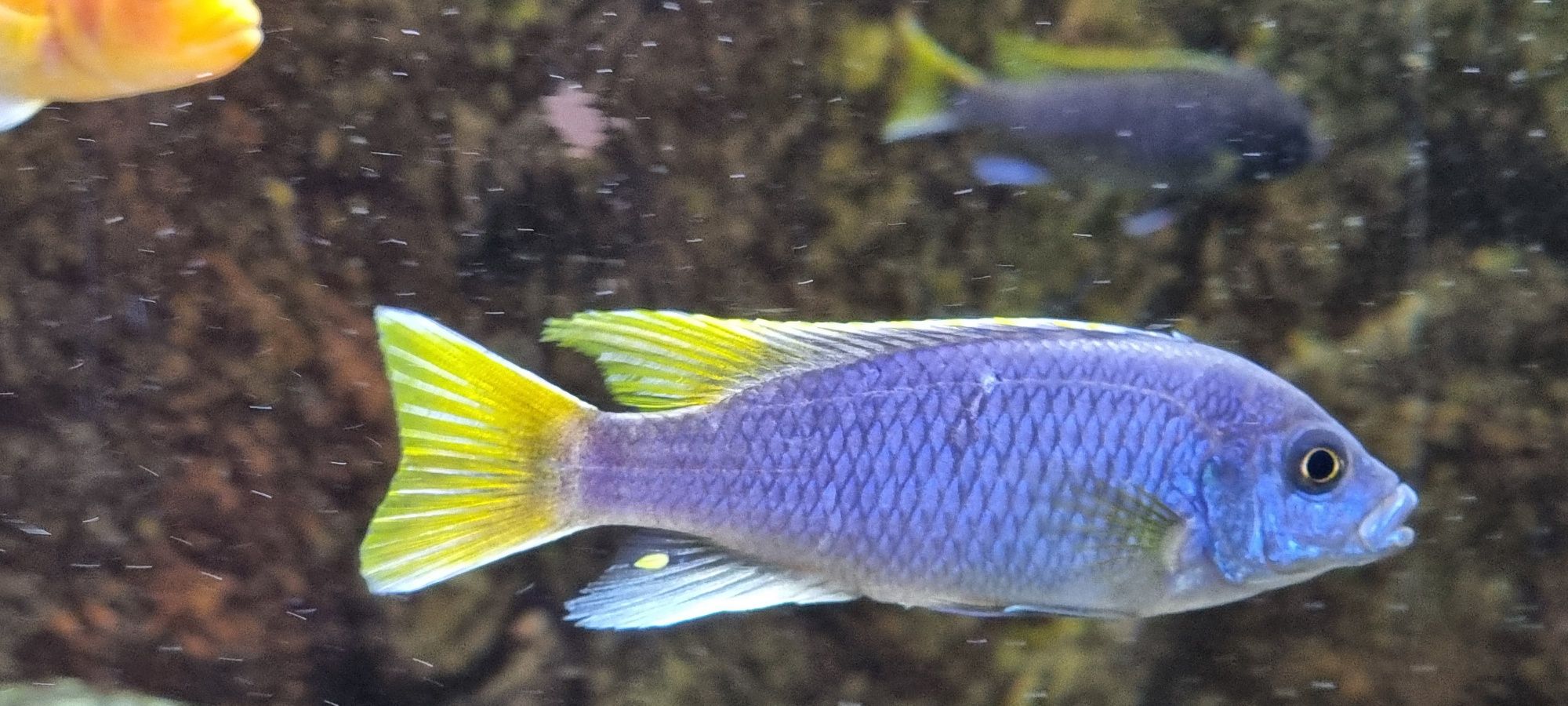 Pseudotropheus acei luwala  pyszczak acei