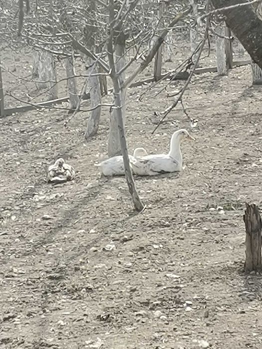 Інкубаційне яйце качки орвія.