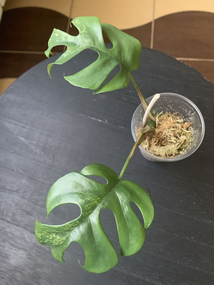 Monstera minima mint - ukorzeniona !