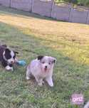 Border collie suczka blue-merle z metryką ZKwP