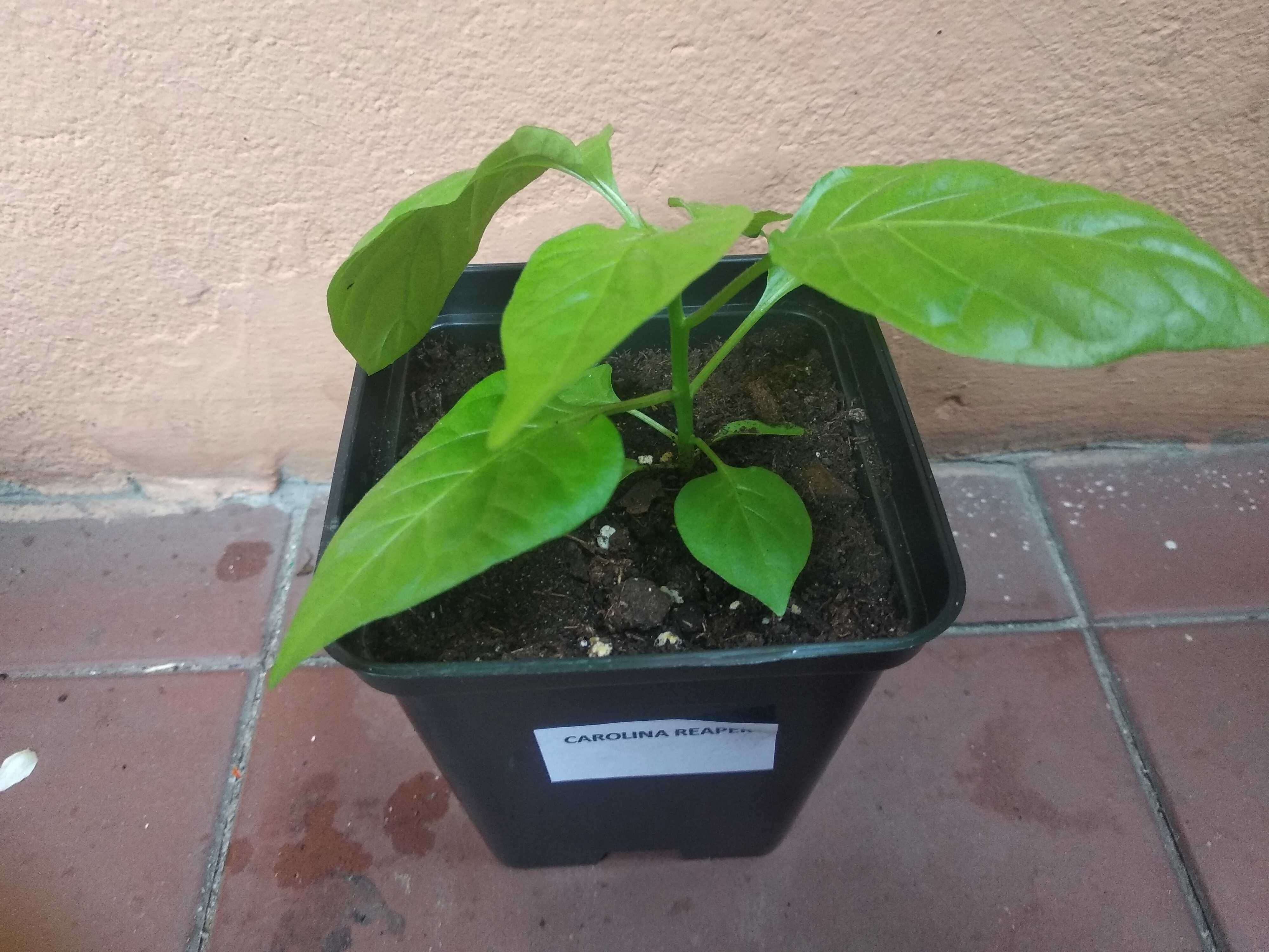 Sadzonki papryki chili - carolina reaper, habanero, jalapeno, trinidad