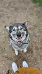 Suczka w typie husky do adopcji