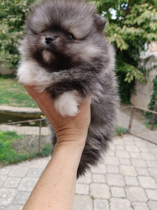 Бджілка шпіцуля.