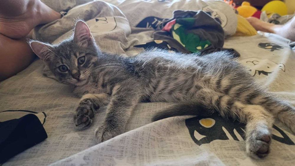 Домашняя передержка кошек