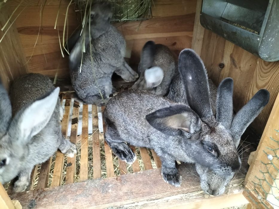 Króliki króliczki samiczki 4 miesiace