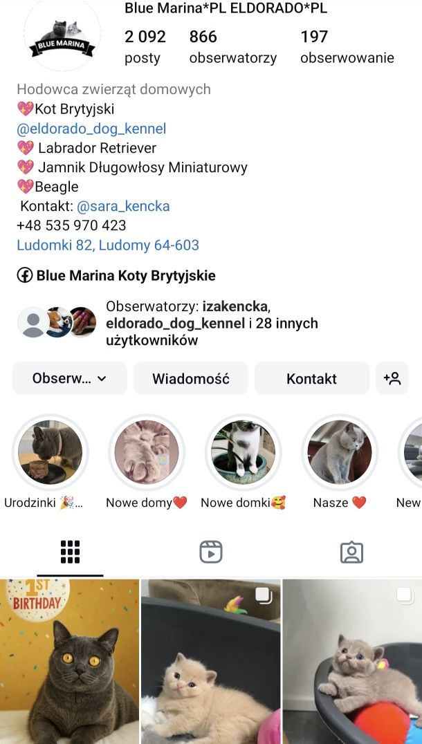 Kot Brytyjski kot niebieski bikolor Szafir odbiór sierpień