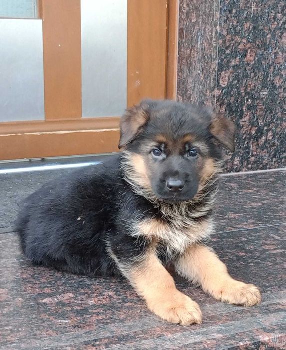 Owczarek Niemiecki FCI