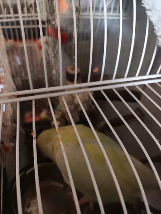 Cedo ringueneks criados a mão.