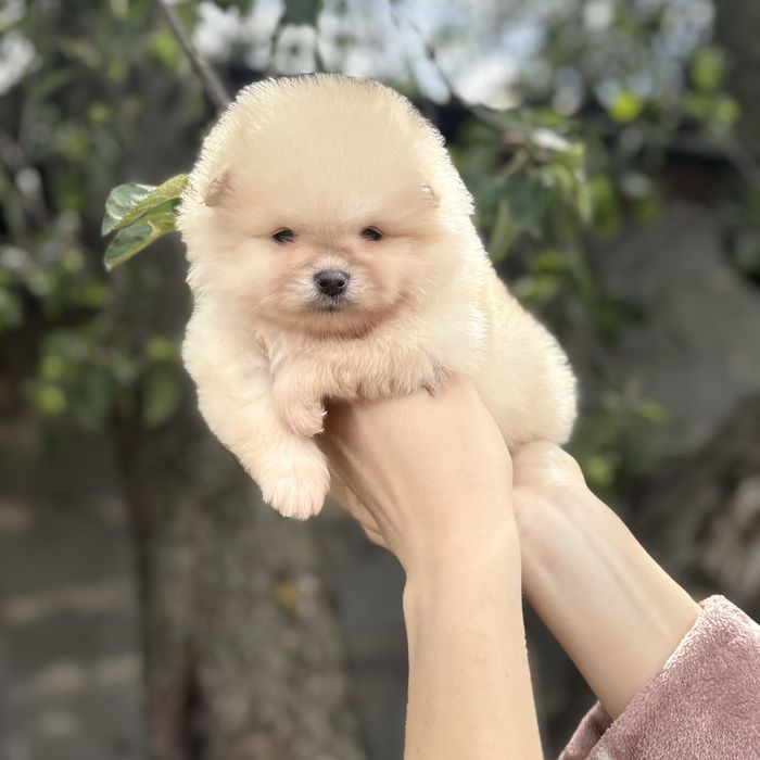 чудова дівчинка шоу классу