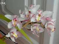 Vasos de orquídeas
