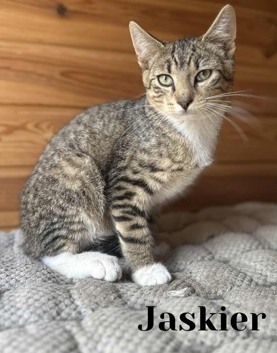 Słodki jak cukierek, a nie tuczy :-) Irys poleca się do adopcji