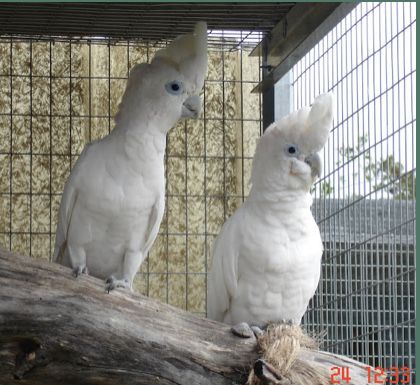 Casal de cacatuas ducorpsi reprodutoras