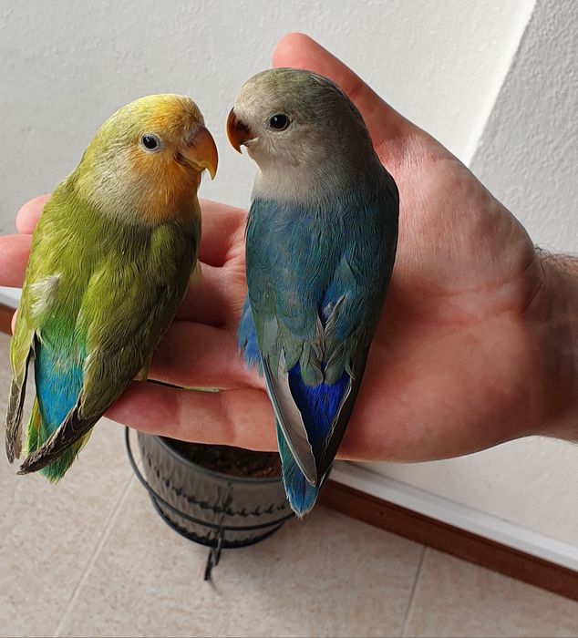 Agapornis Roseicollis Opalinos para criar à mão ou adultos
