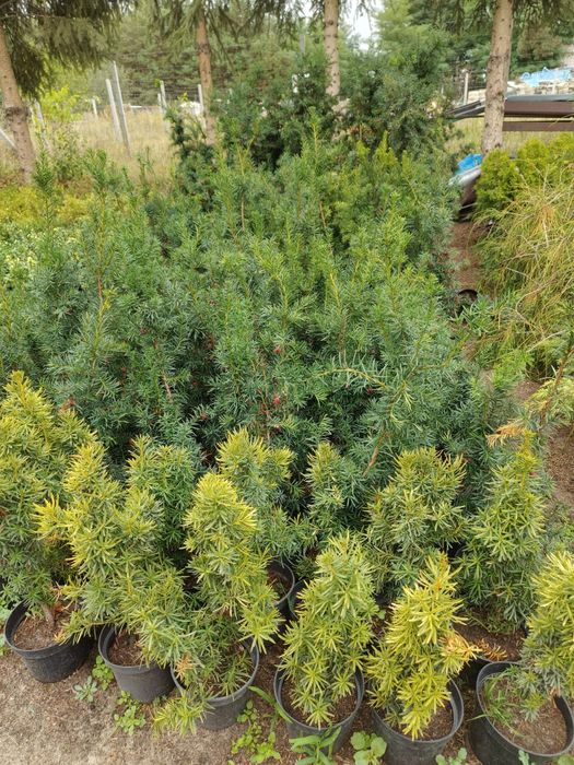 Cis żywopłotowy Hicksii