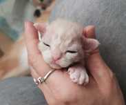 Kocurek devon rex
