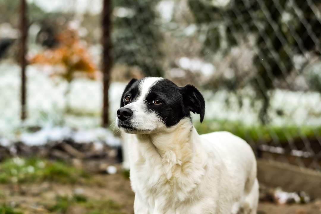 Słodka Małgosia szuka domu! Adoptuj 3 letnią sunie