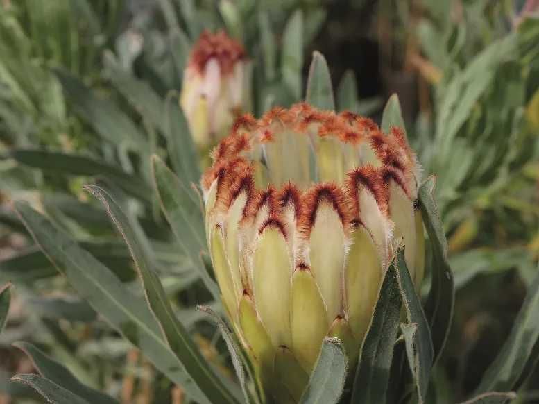 PROTEA(PROTEACEA) MAIS DE 50 VARIEDADES DIFERENTES