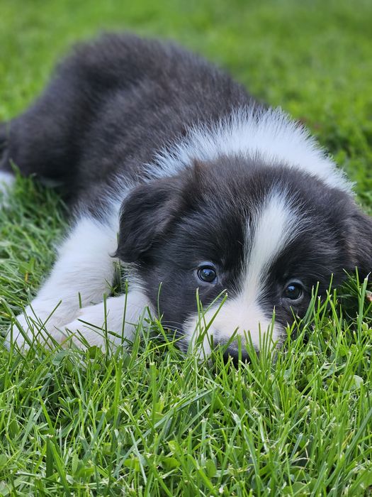 Border Collie ZKwP/FCI