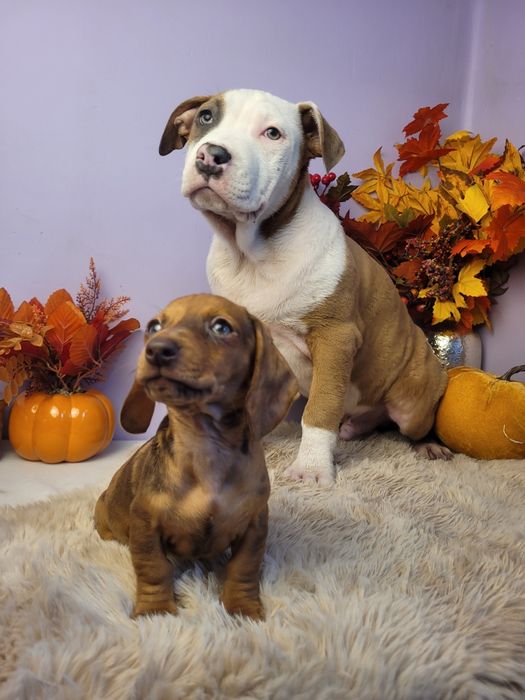 Cudowny szczeniak Amstaff!