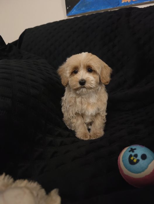 Maltipoo szczeniak