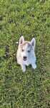 Siberian Husky Chłopiec