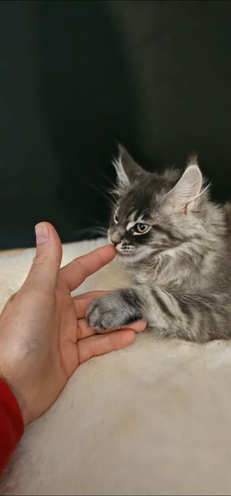 Kocurek Maine coon