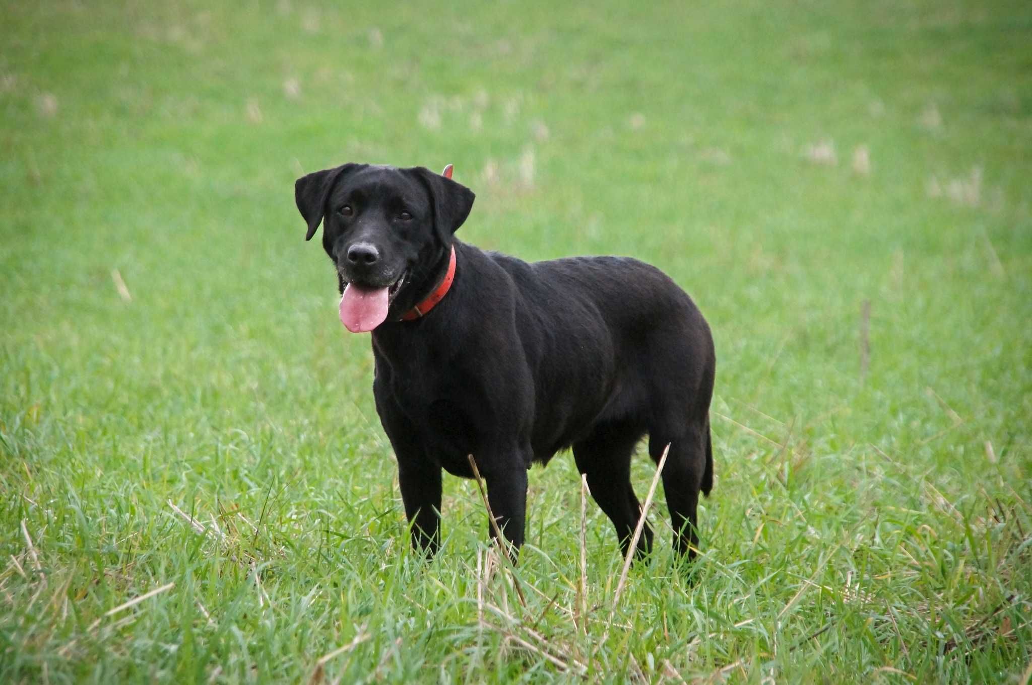 Piękna suczka Labrador czarna młoda