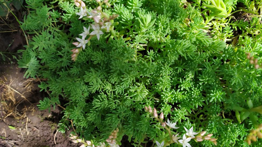 Продаю; очіток ( зелень)