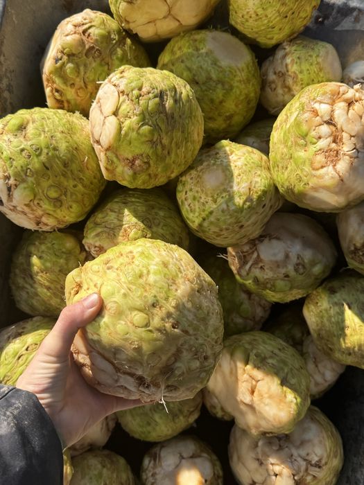 Корінь селери , є обʼєм 40 грн/кг