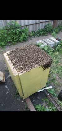 Продам відводки карпатської бджоли
