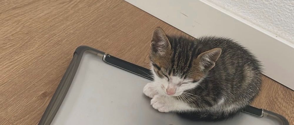 Gatinho macho bebe para dar