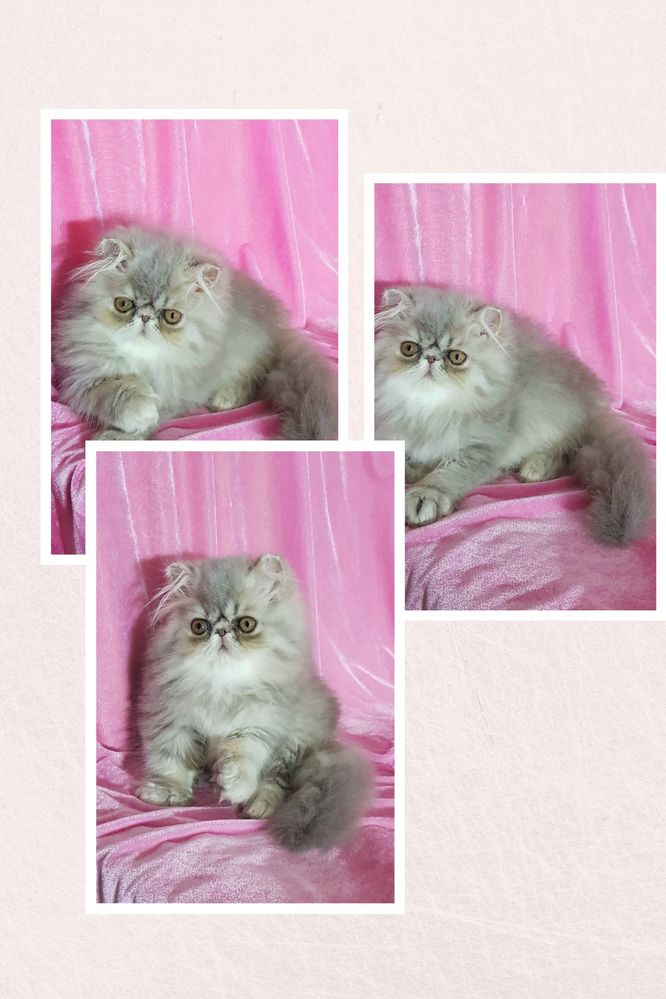 Потрясающая персидская девочка, котята, экзоты, котенок