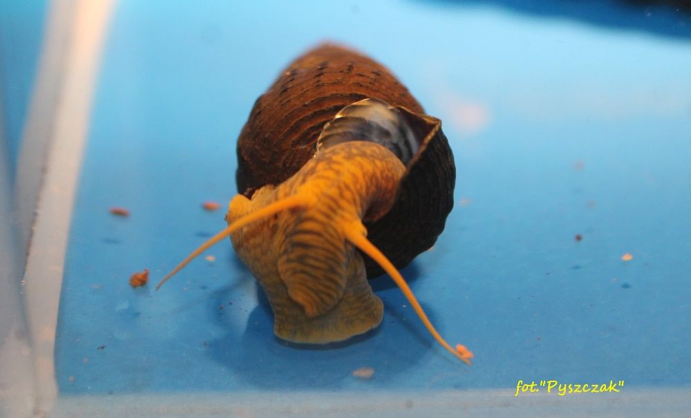 "P" Tylomelania Orange Rabbit