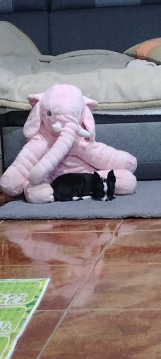 Piesek Chihuahua