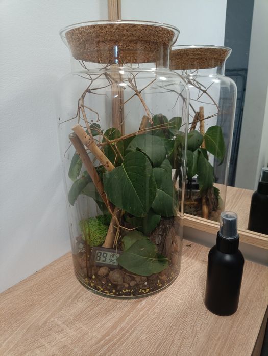 Terrarium+ patyczaki
