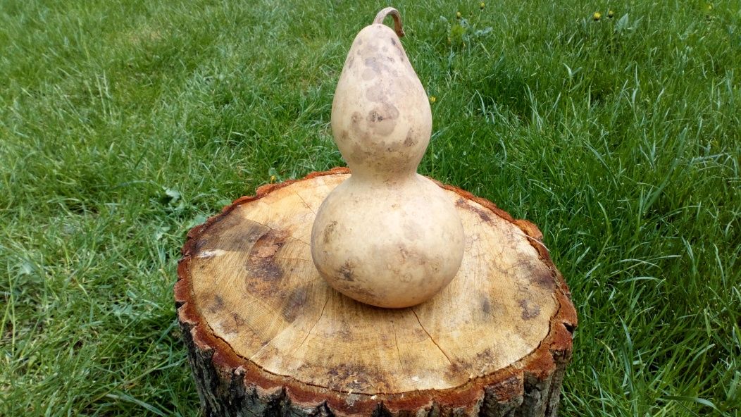 Tykwa, Calabash, Odmiana Mini Bottle Gourds, Feng shui, mała butelka .