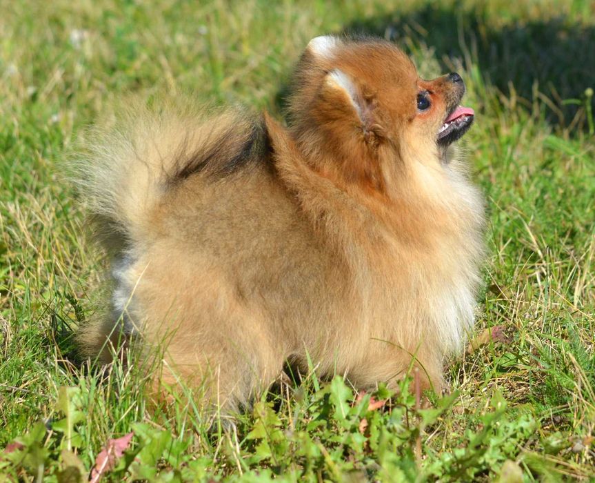 Szpic Miniaturowy Pomeranian śliczna suczka Cleo ZKwP FCI rodowód