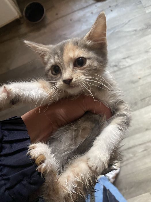 Кошенята , котики