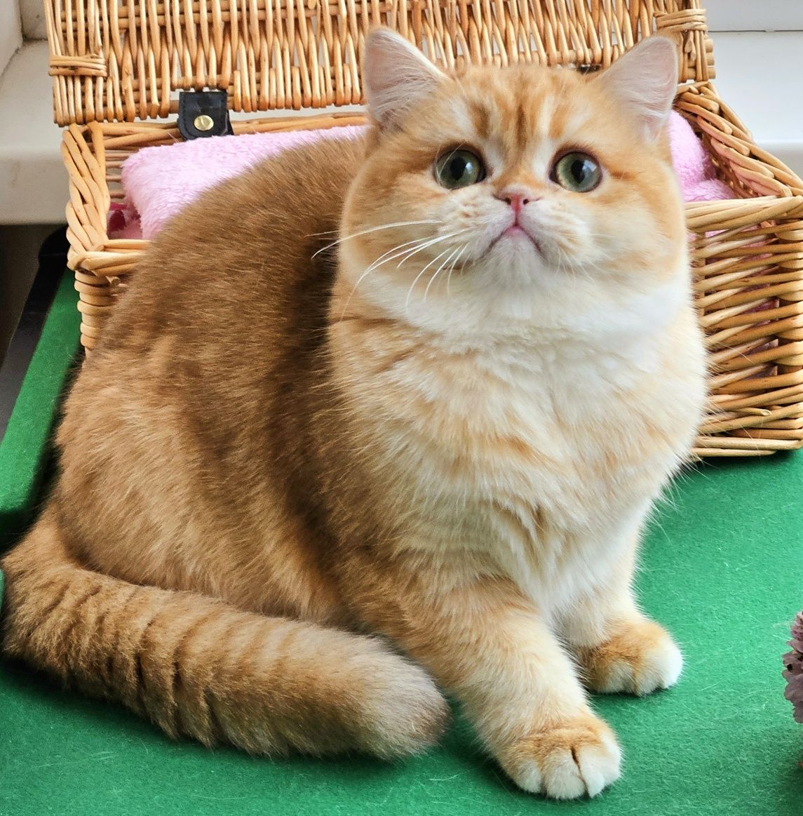Шоколадный золотой шиншиллы котик котята хлопчик коубный