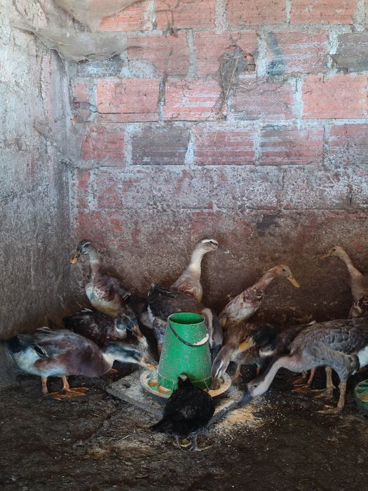 Vendo patos corredores