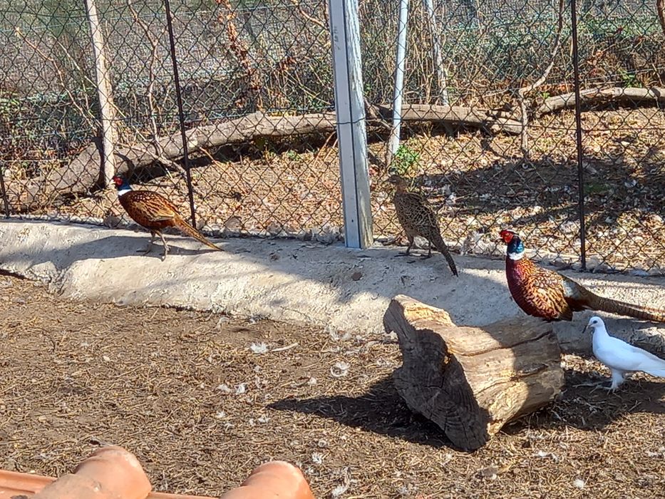 Faisões,  gansos, patos mudos e perus