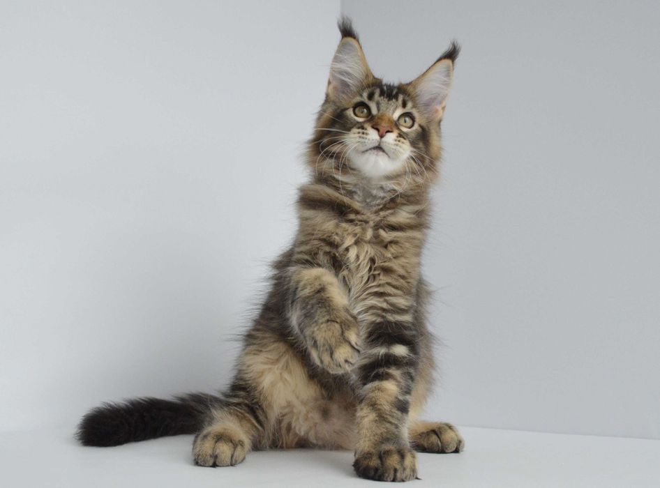 Мейн кун . Мальчик Нильс 3 мес.