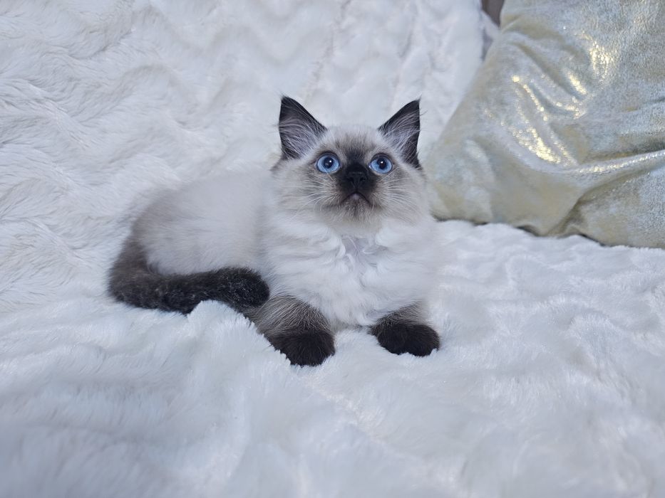 Kocurek Ragdoll gotowy do odbioru