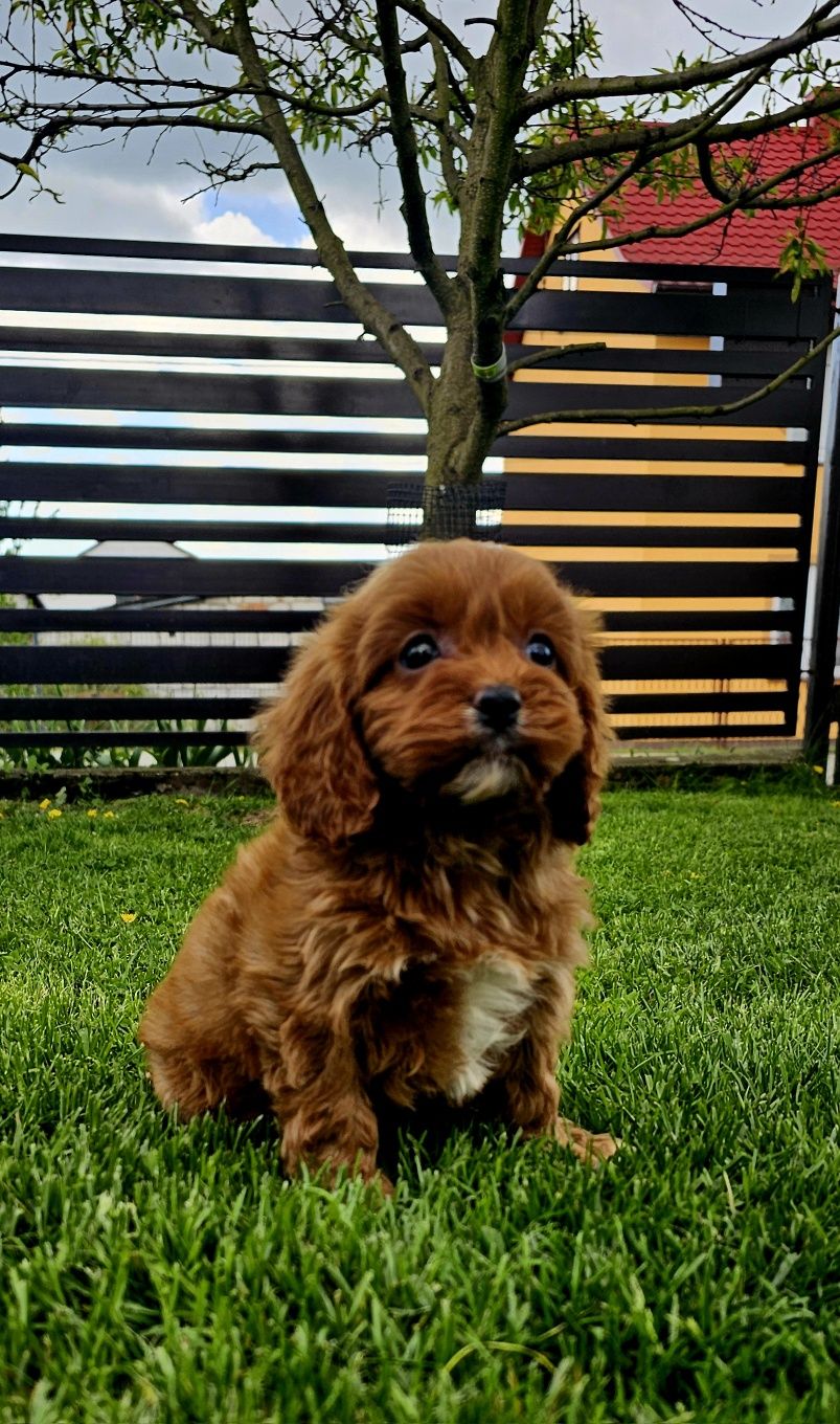 Cavapoo  suczka f1