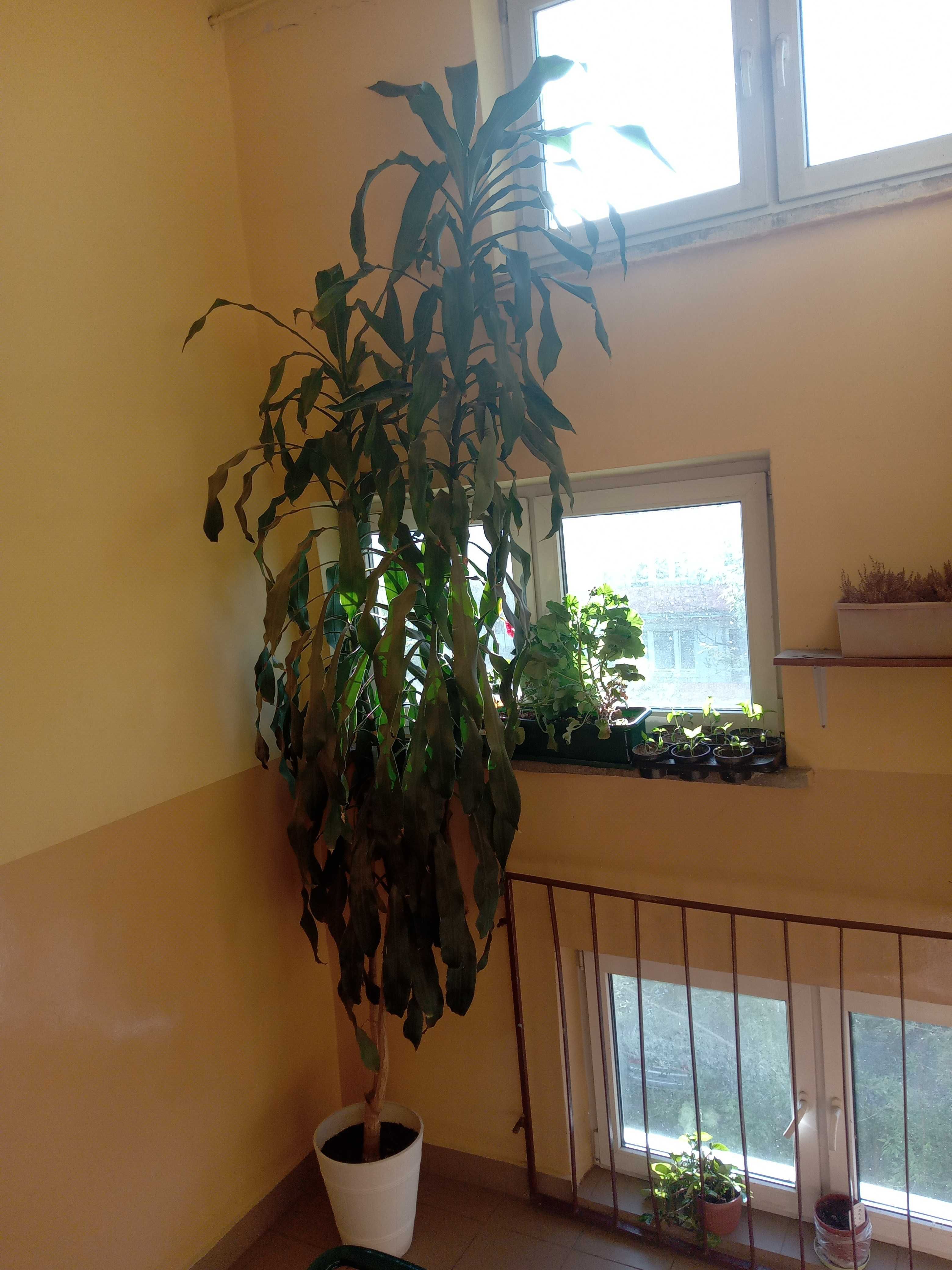 Dracena jak palma