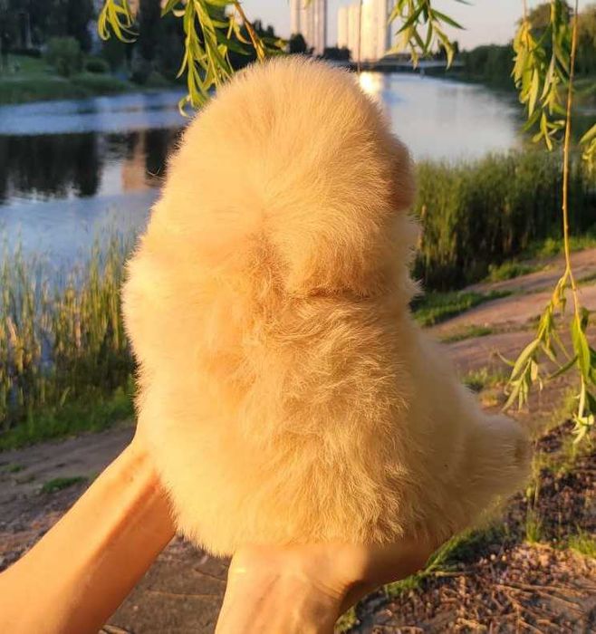 Містер Пухнастик) Хлопчик-цуценя дизайнерської породи PomaPoo. Київ