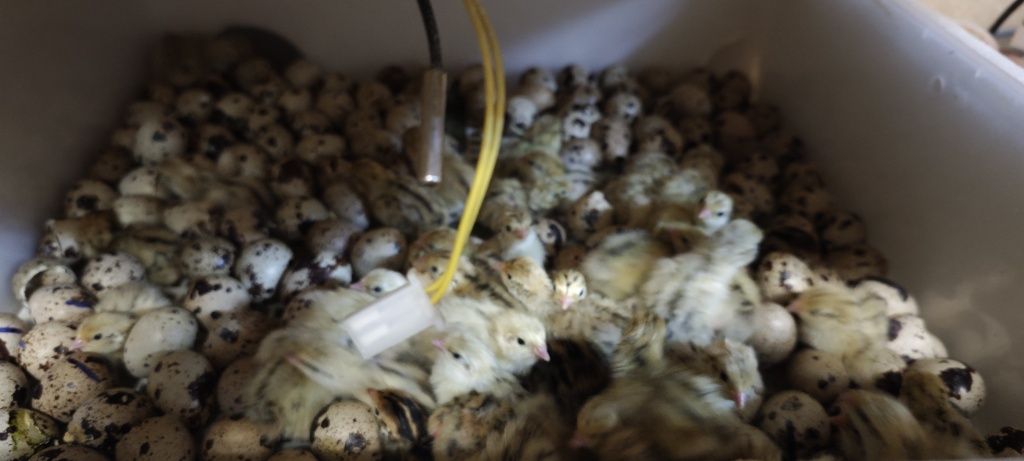 Ovos de codorniz galados e codorniz pequenas