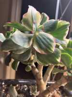 Крассула Curly Green Variegated