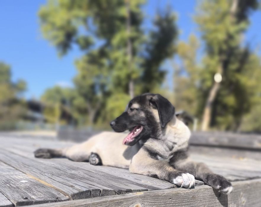 Kangal   suczka FCI