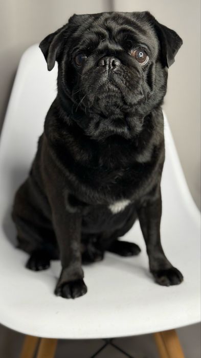 Мопс Фінік шукає дівчинку))